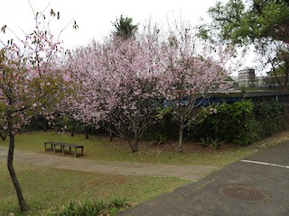 台北--陽明山花卉試驗中心(Taipei--YMS Flower Exp. Center), Taipei