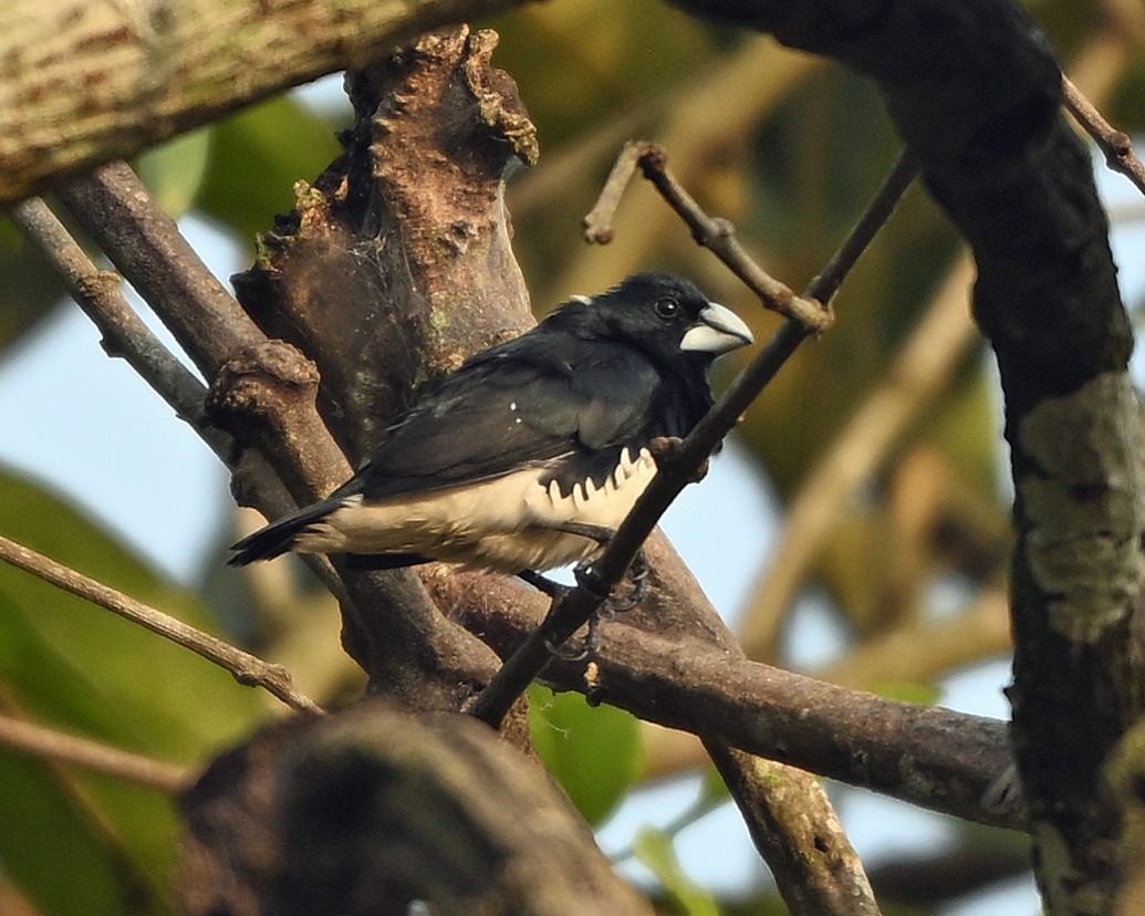 Black-and-white Mannikin - ML651260653