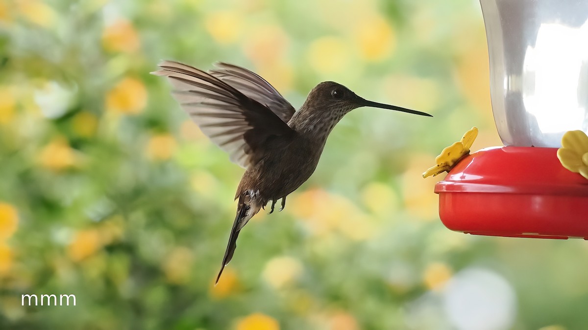 Inca céleste - ML651260999