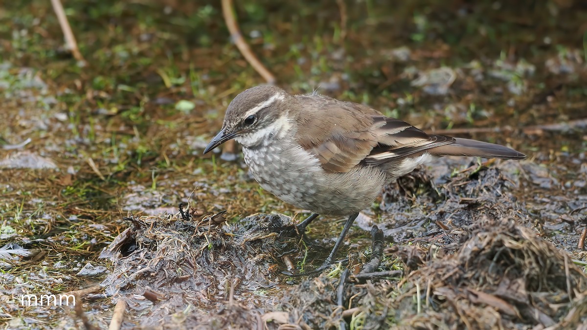Cinclode à miroir marron - ML651261084