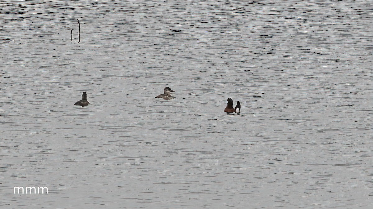 Érismature des Andes - ML651261232