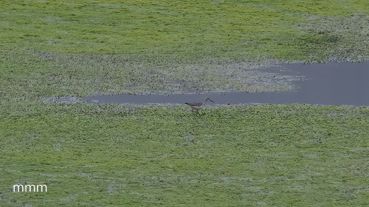 Grand Chevalier - ML651261290