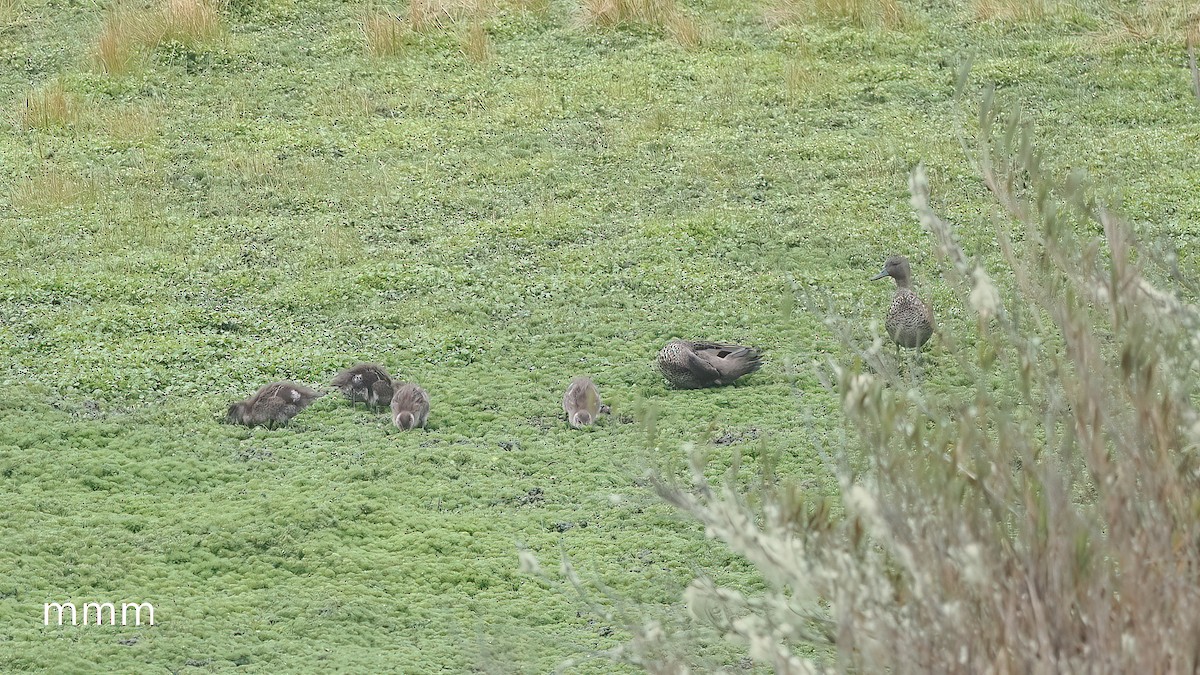 Sarcelle des Andes - ML651261350