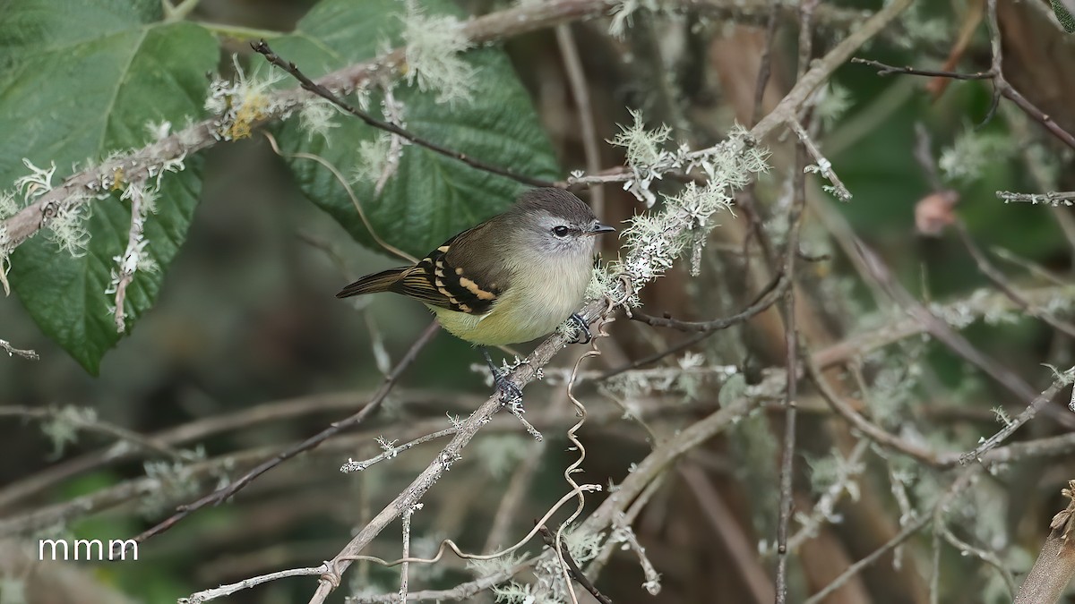 Tyranneau à croupion fauve - ML651261430