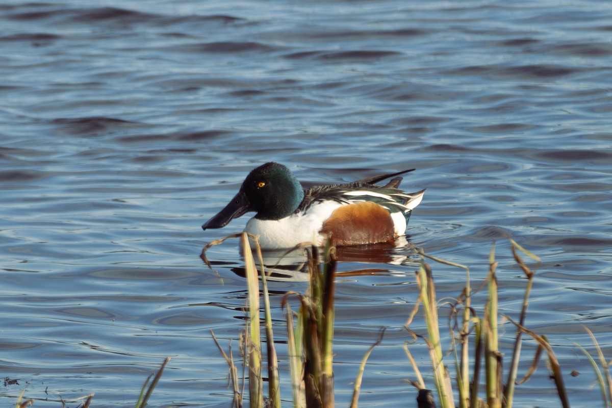 Mestolone - ML651261519