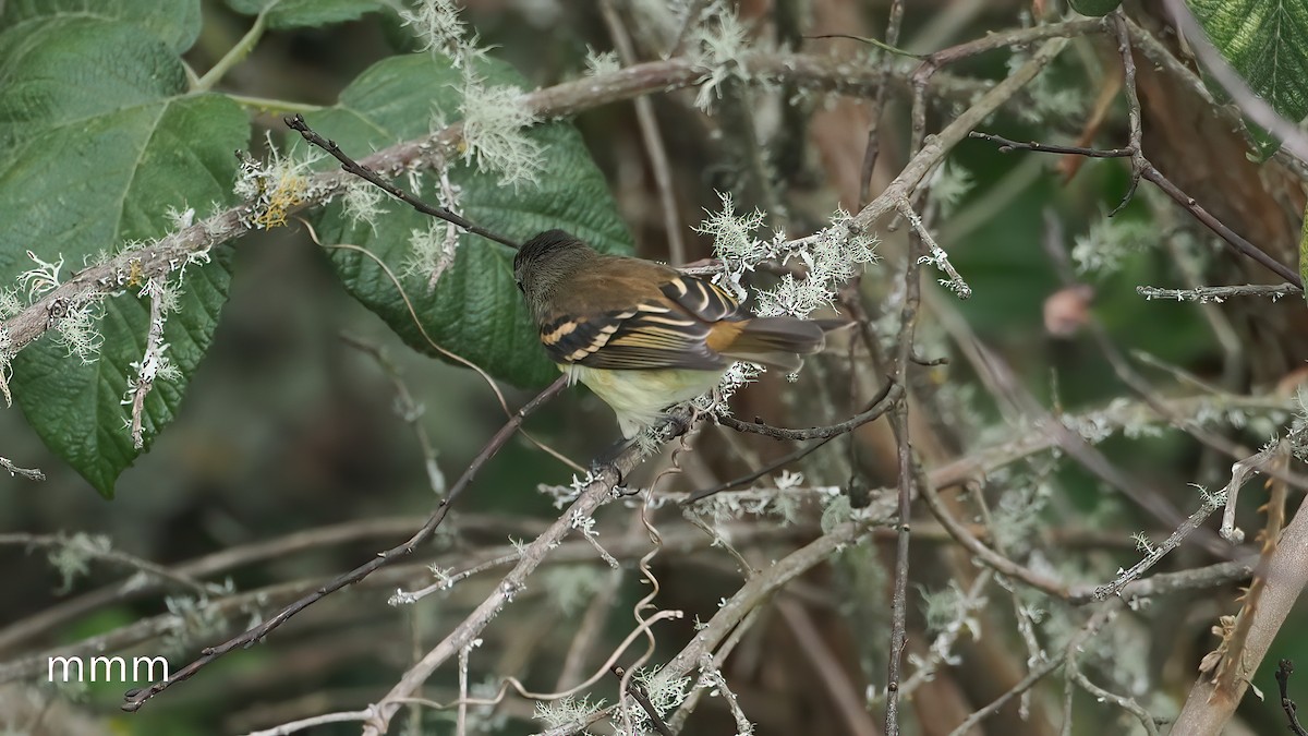 Tyranneau à croupion fauve - ML651261536