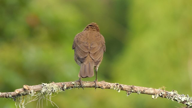 Merle à bec noir - ML651261963