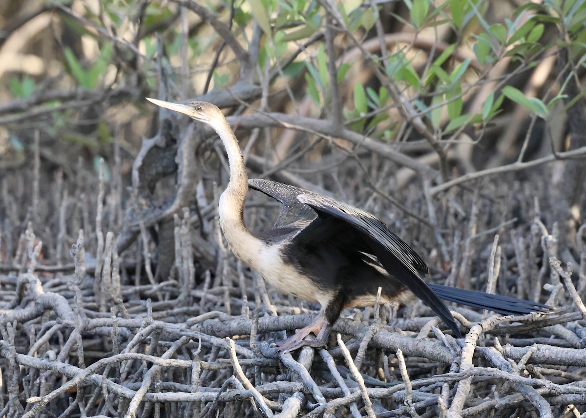 African Darter - ML651262058