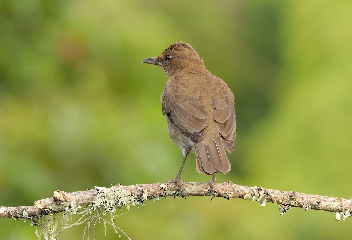 Merle à bec noir - ML651262059