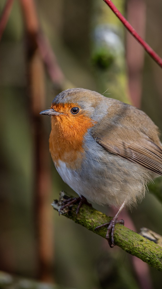 Өрнийн зээрд омруут - ML651262060