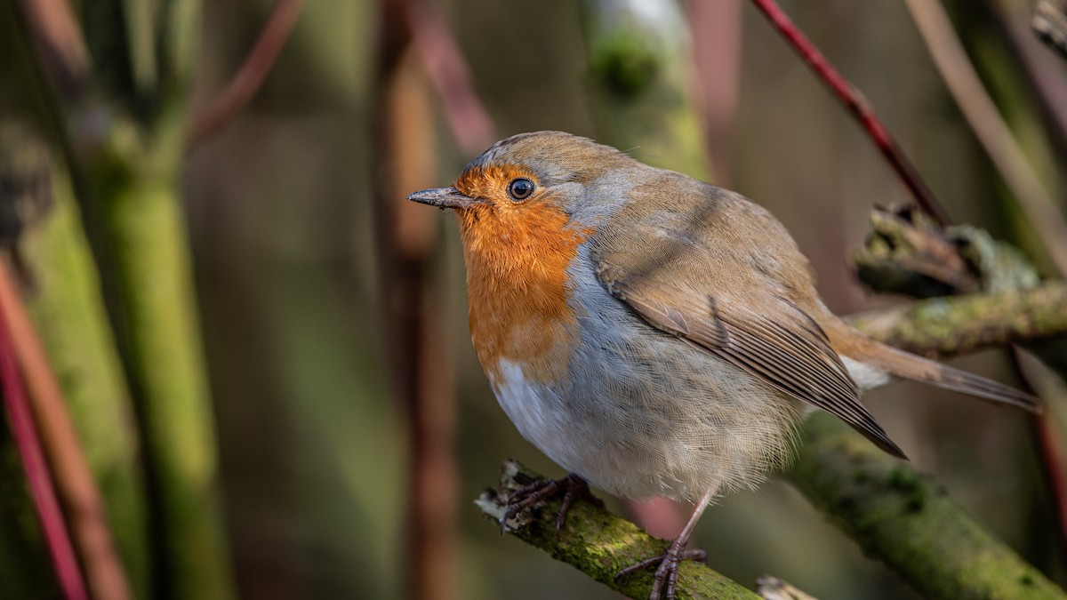 Өрнийн зээрд омруут - ML651262061