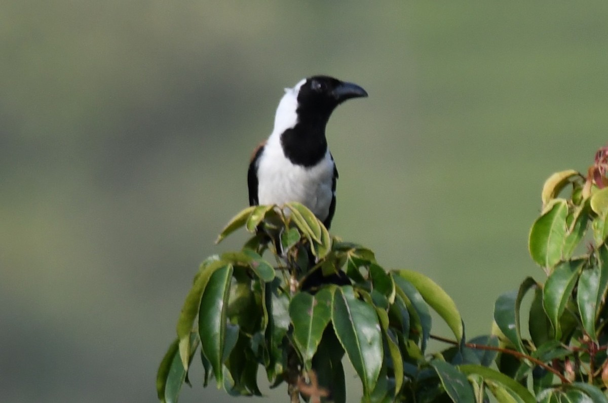 White-bellied Treepie - ML651262063