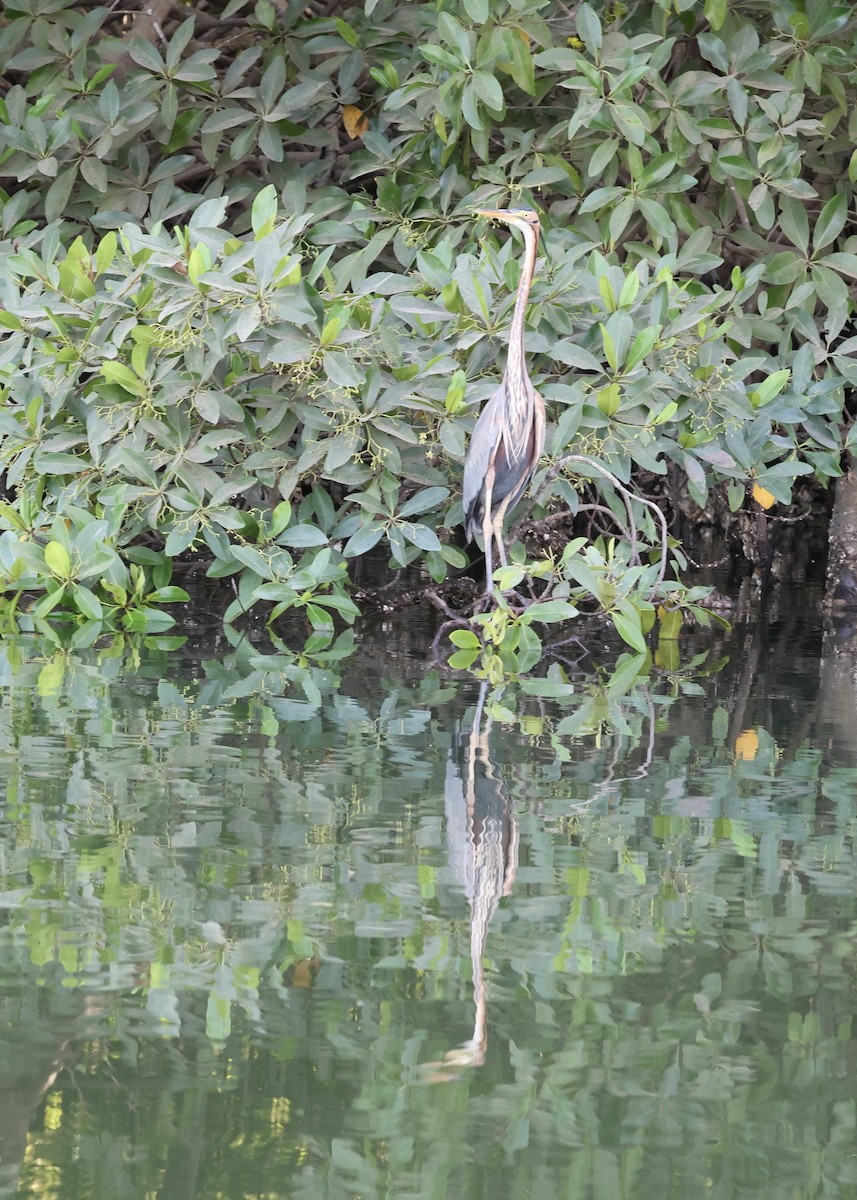 Зээрд дэглий - ML651262064