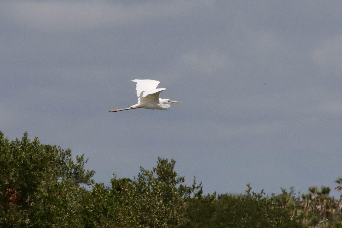 Цасч дэглий - ML651262065