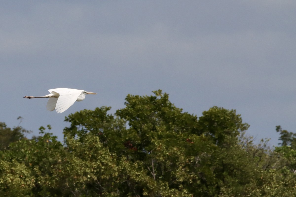 Цасч дэглий - ML651262066
