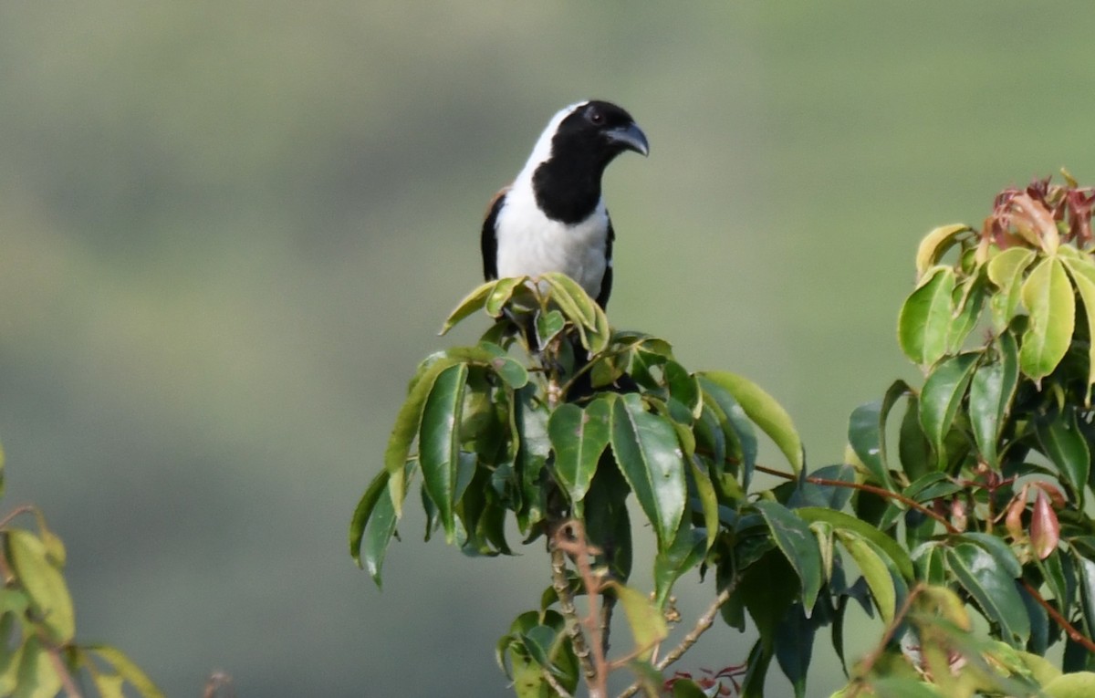 White-bellied Treepie - ML651262067