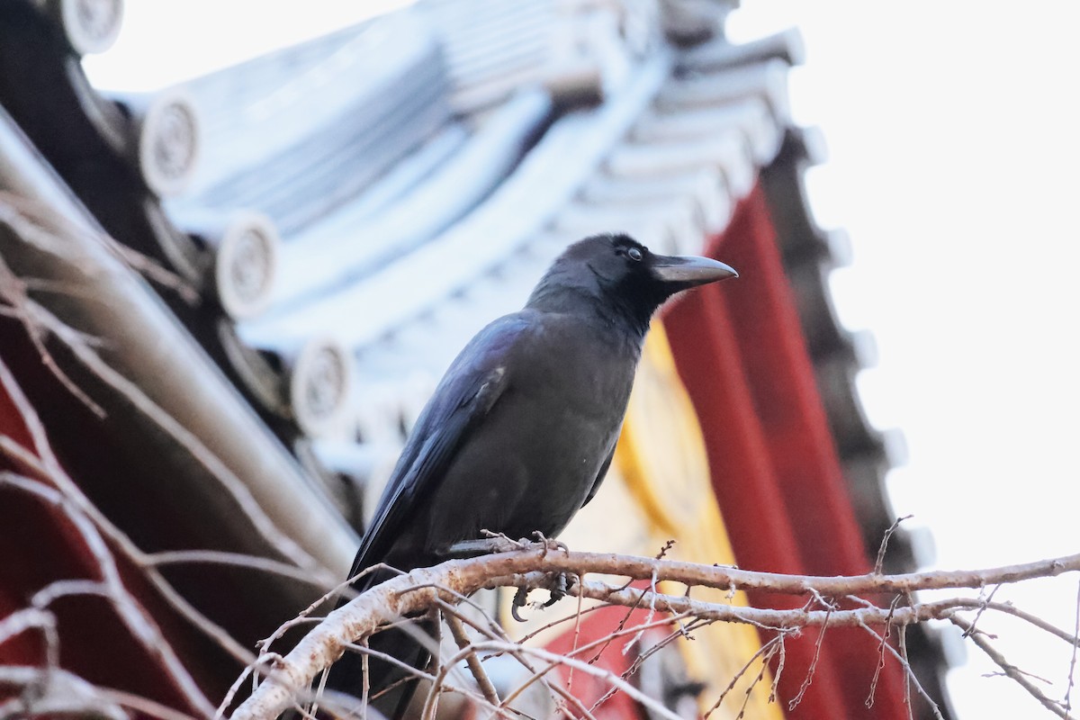 Large-billed Crow - ML651262068