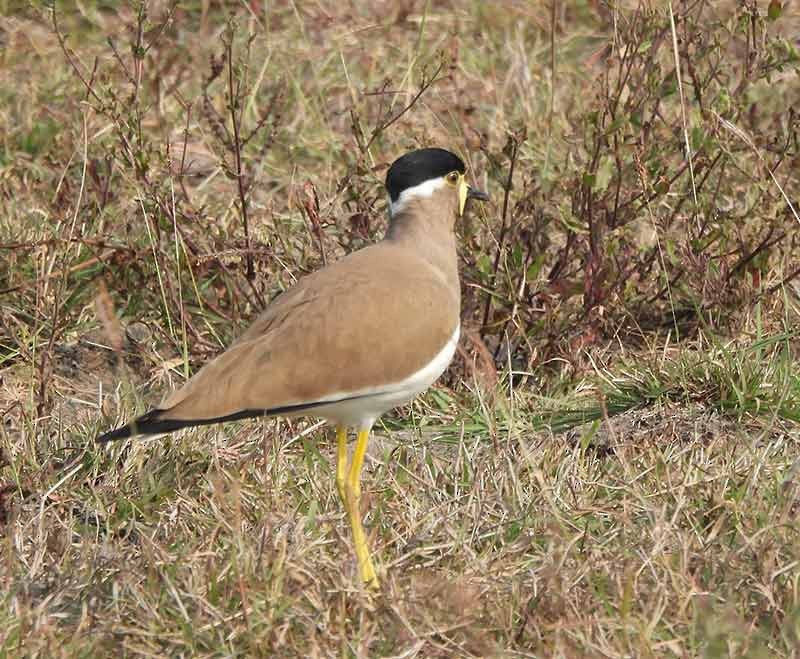 Yellow-wattled Lapwing - ML651262069