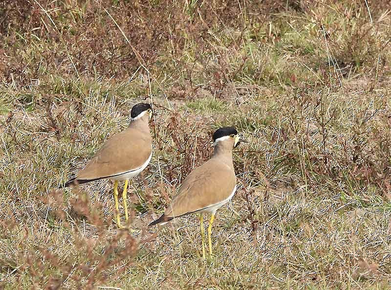 Yellow-wattled Lapwing - ML651262070
