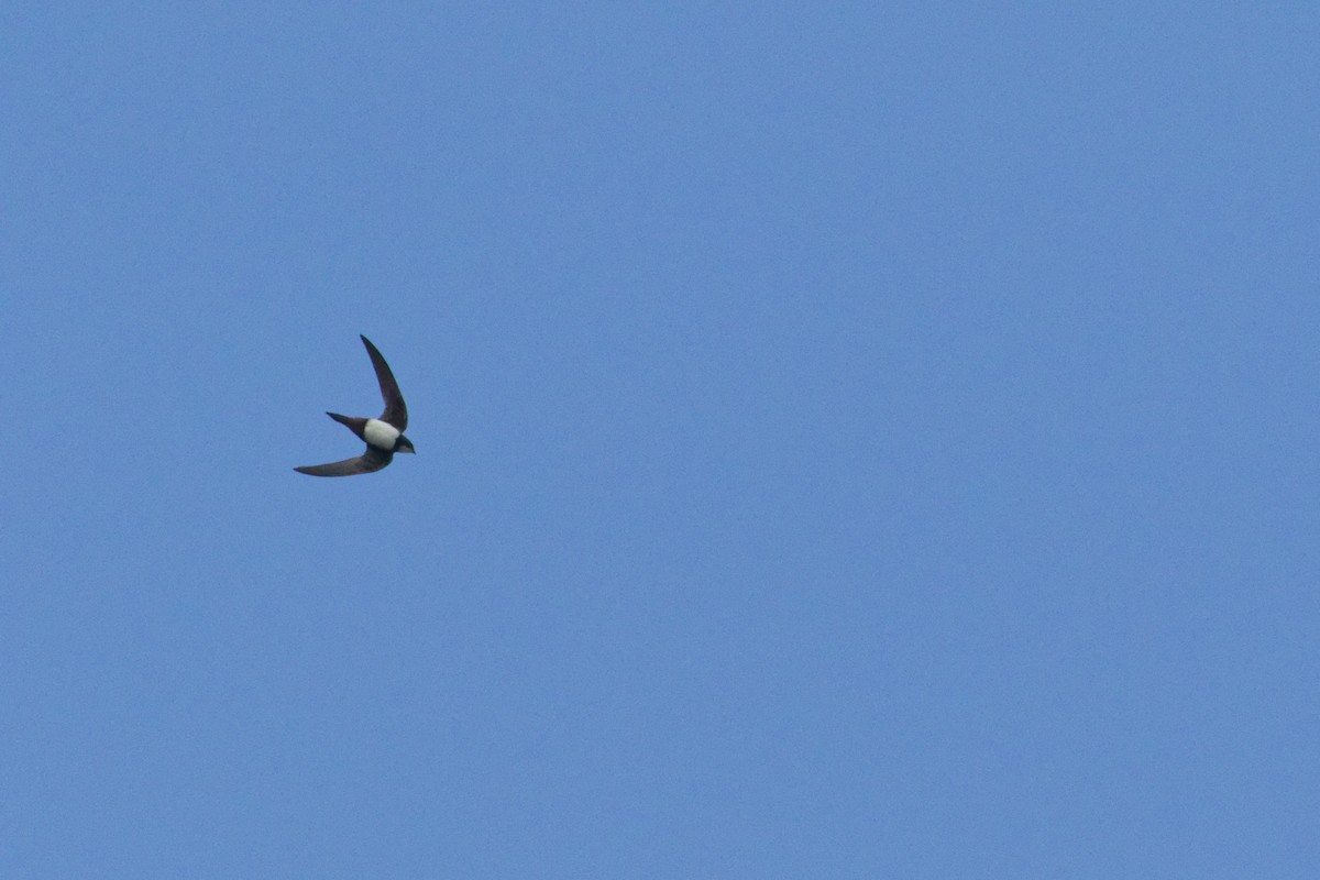 Alpine Swift - ML651262071