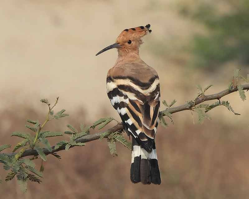 Common Hoopoe - ML651262073