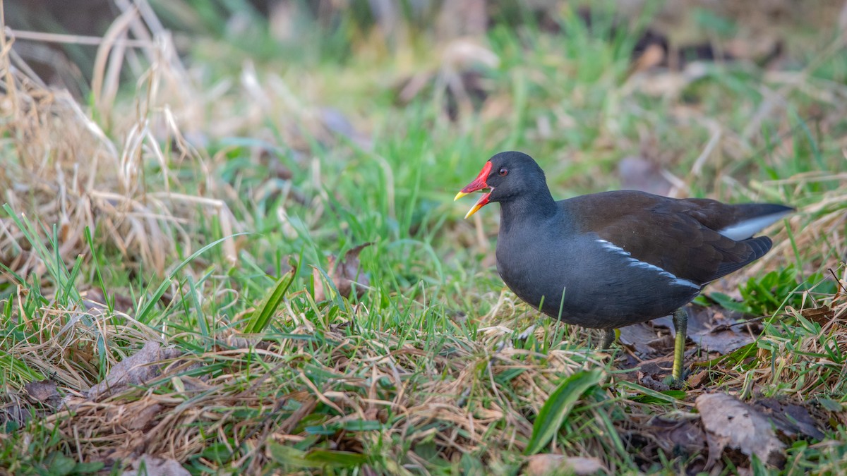 Хажилгат түнжүүр - ML651262077