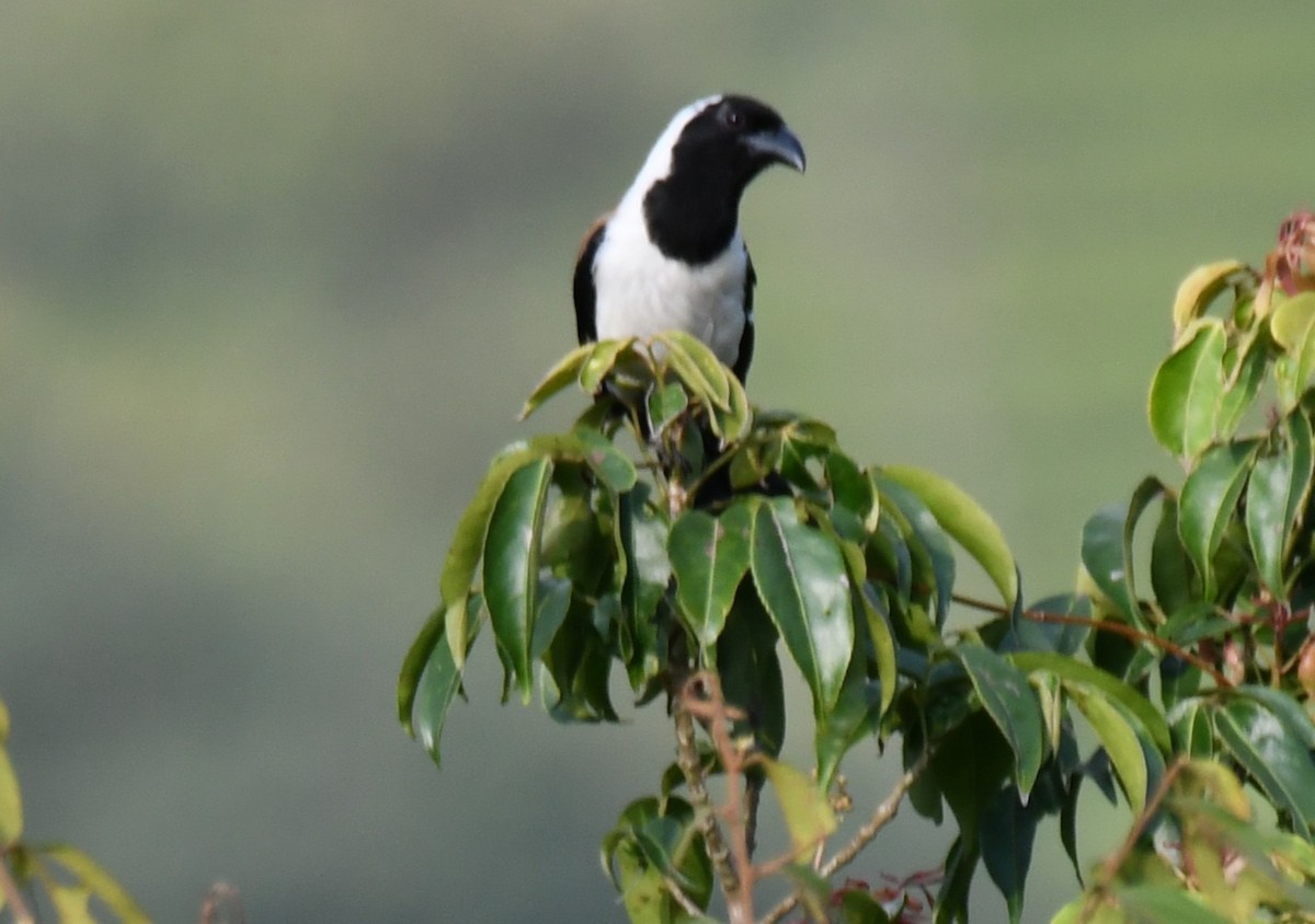 White-bellied Treepie - ML651262078