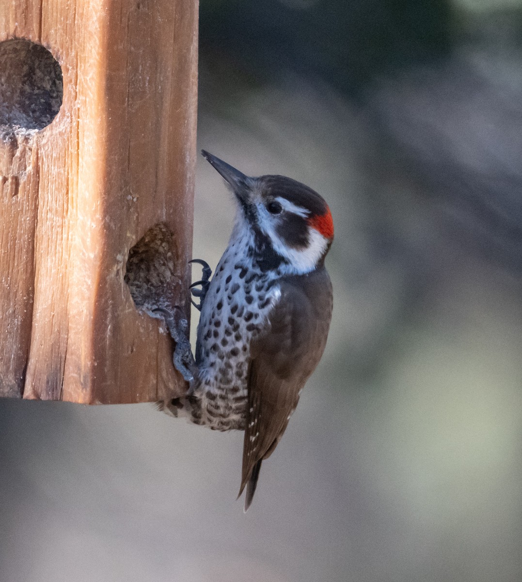 Arizona Woodpecker - ML651262079