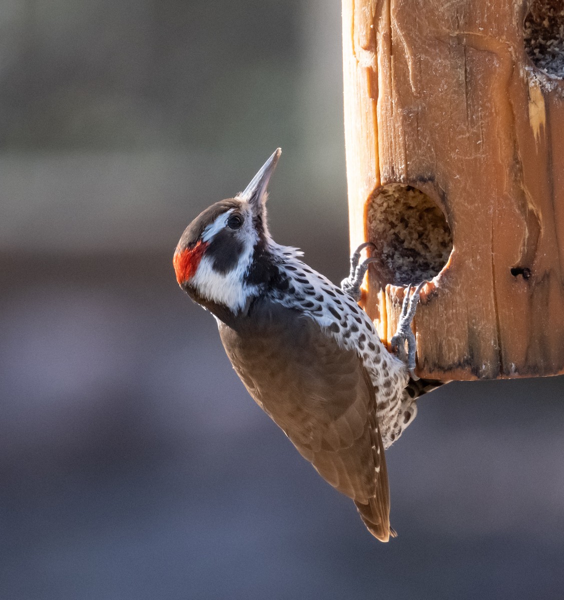 Arizona Woodpecker - ML651262080