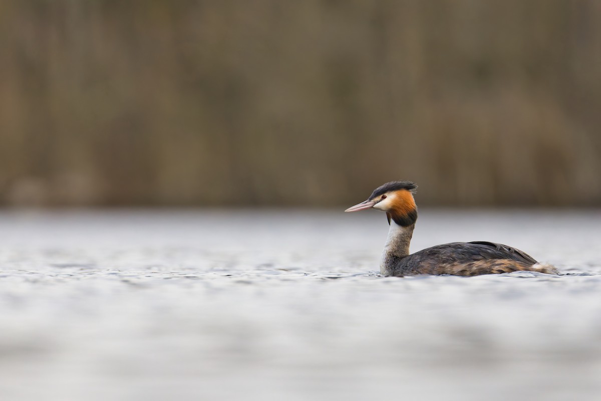 Отгот шунгуур - ML651262081