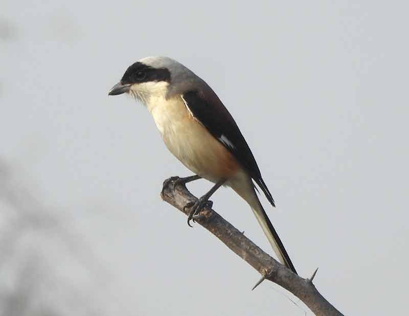 Bay-backed Shrike - ML651262083