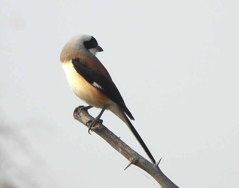 Bay-backed Shrike - ML651262084