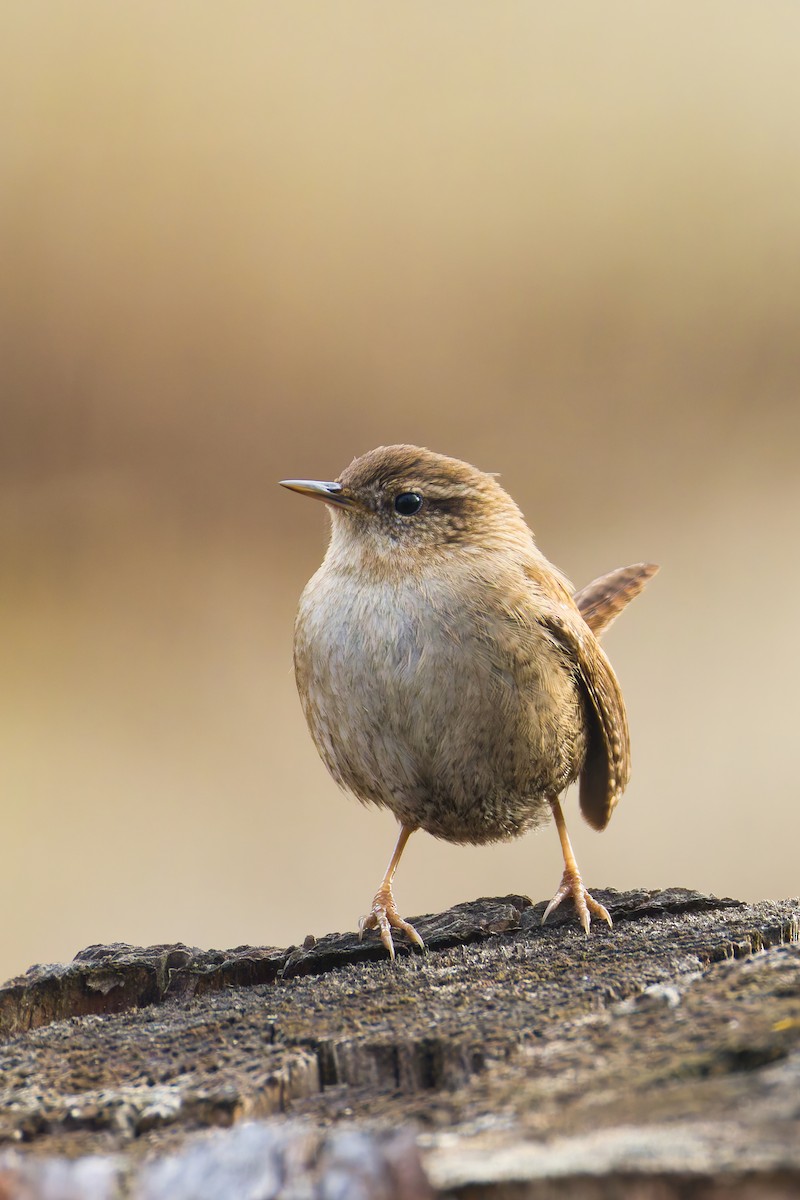 Халгайч урагчин - ML651262085