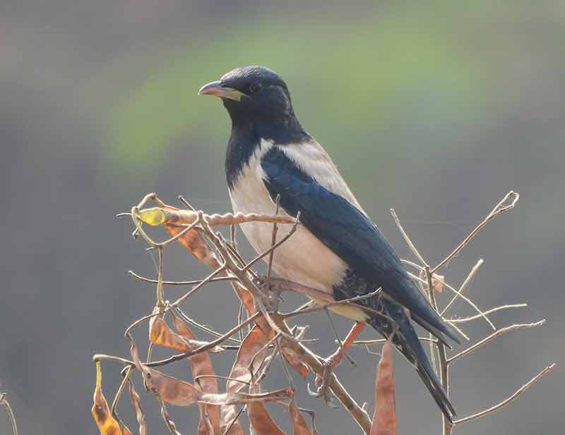 Ягаан тодол - ML651262091