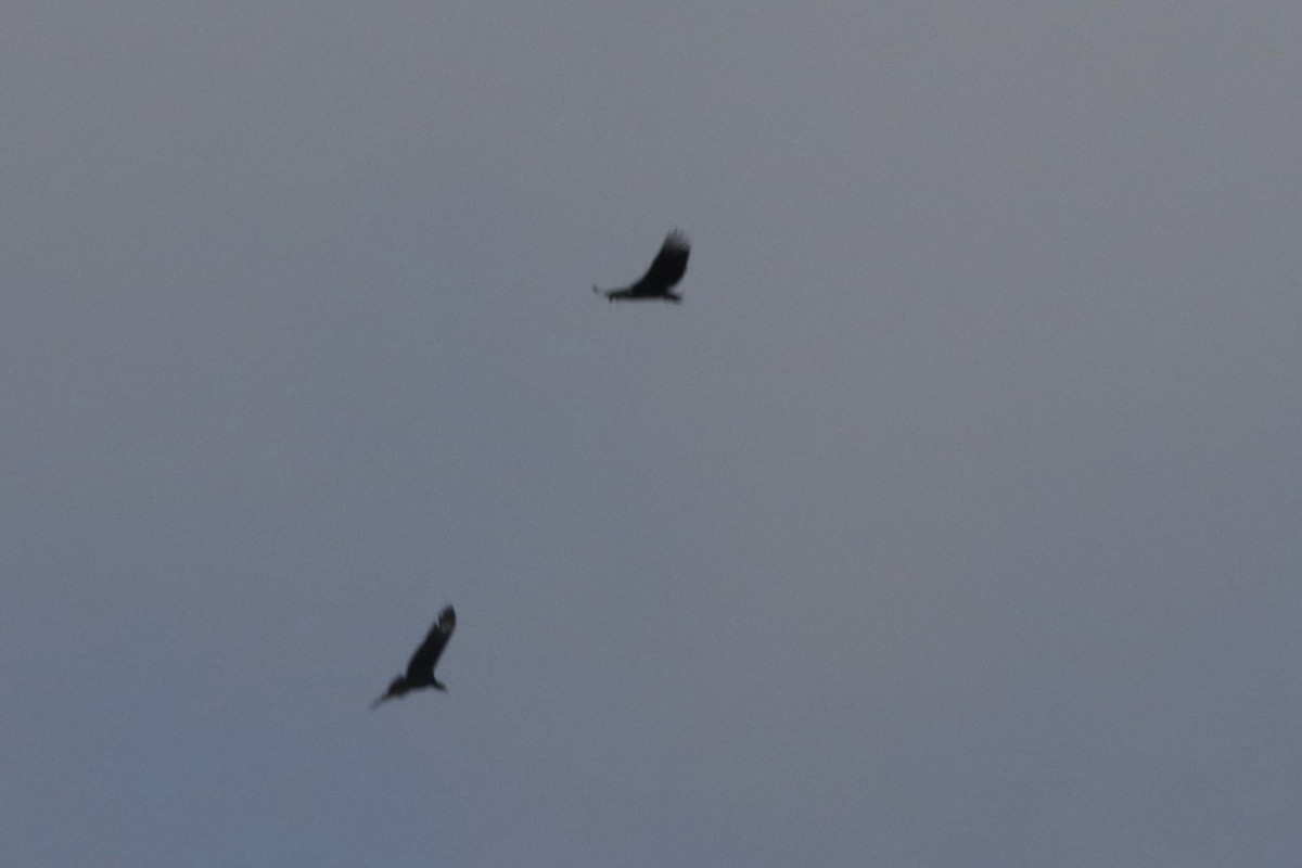 Black Vulture - ML651262093