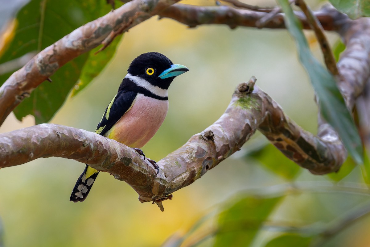 Black-and-yellow Broadbill - ML651262192