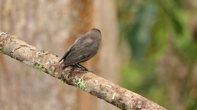 Vacher luisant - ML651262249