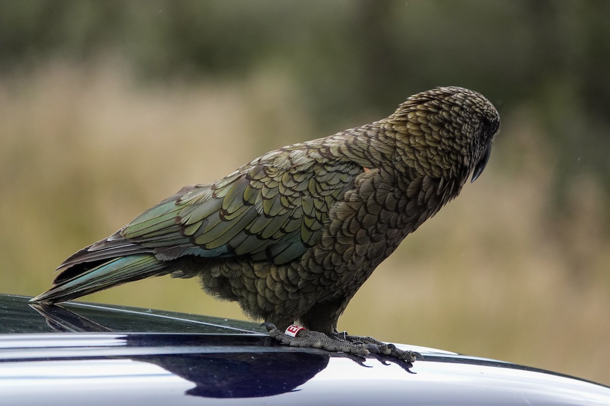 Кеа - ML651262286