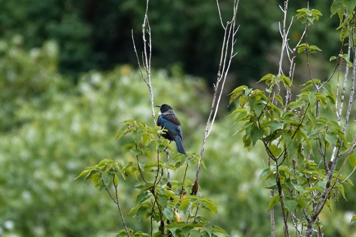 Пое - ML651262288