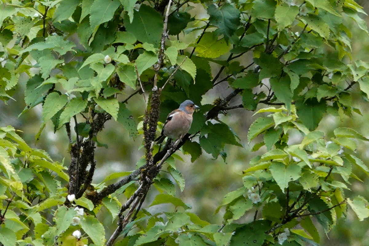 Зяблик звичайний - ML651262307