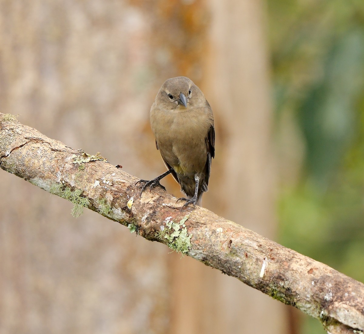 Vacher luisant - ML651262416