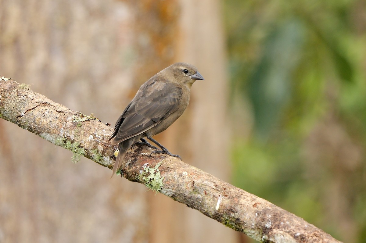 Vacher luisant - ML651262417