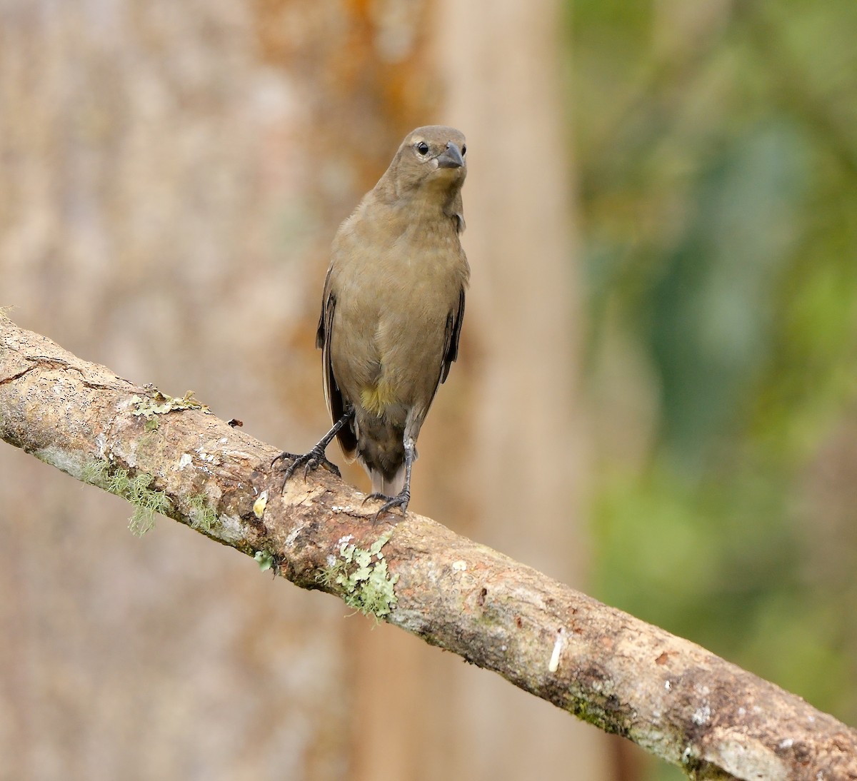 Vacher luisant - ML651262418