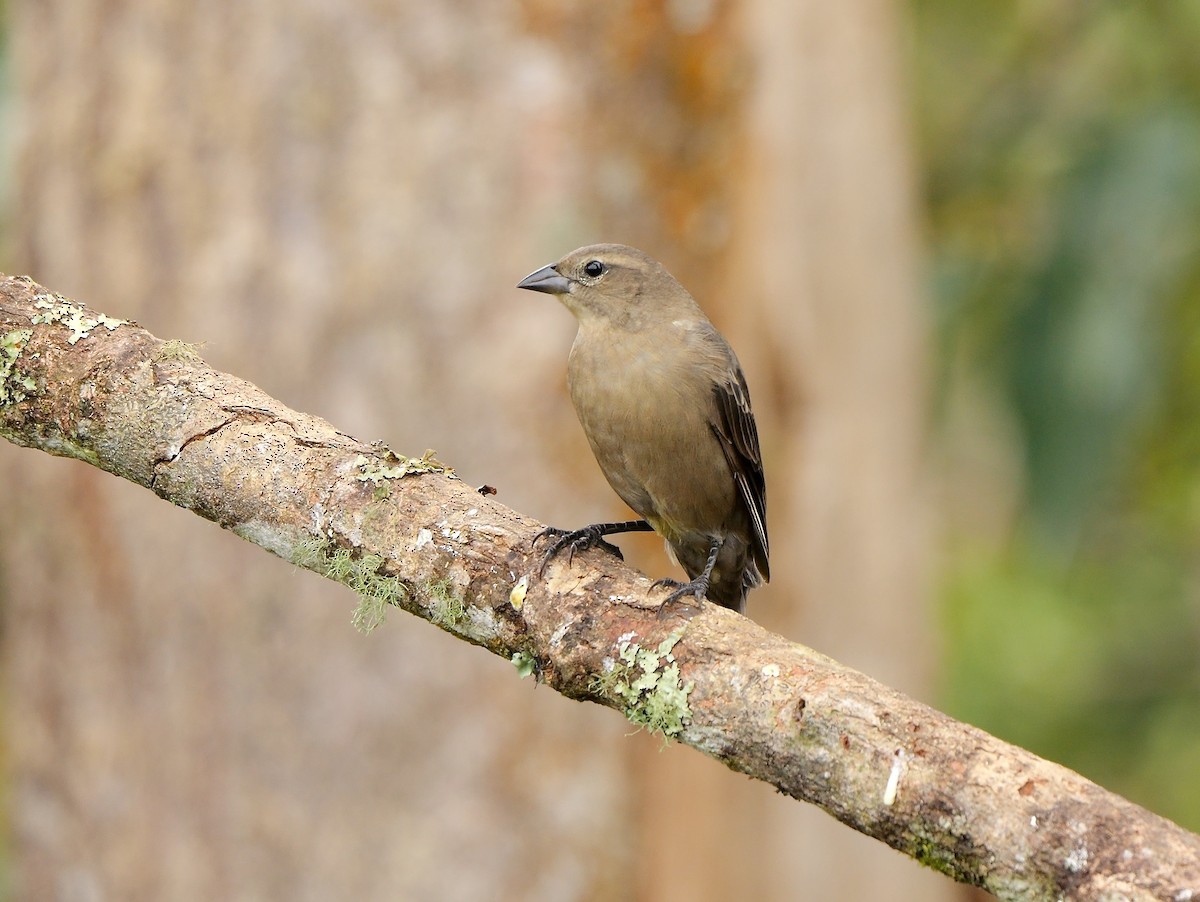 Vacher luisant - ML651262419