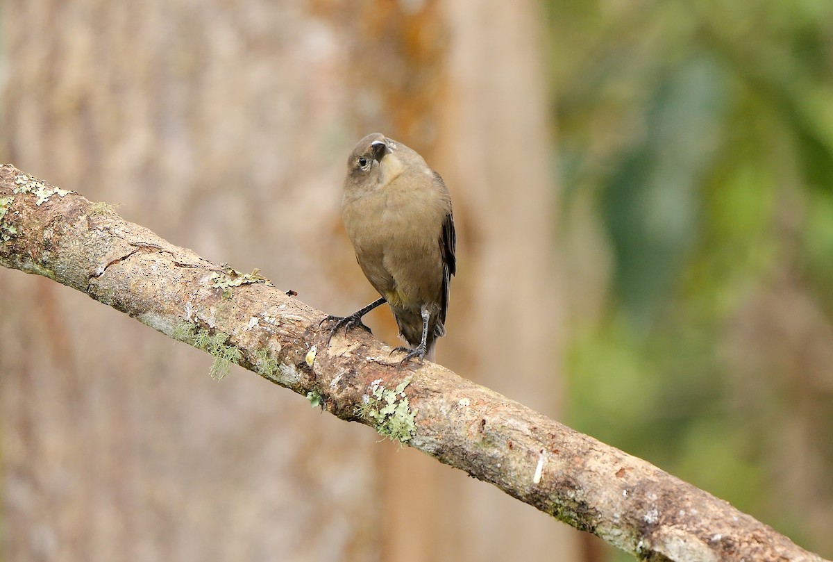 Vacher luisant - ML651262420