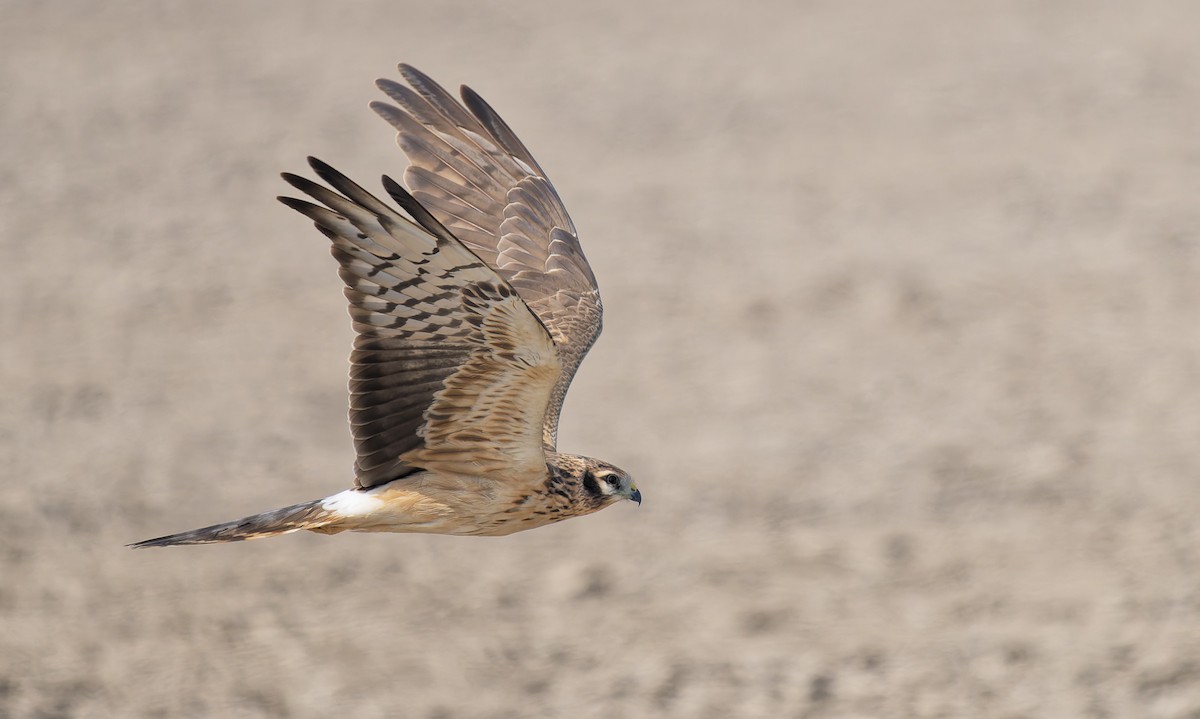 ヒメハイイロチュウヒ - ML651262443