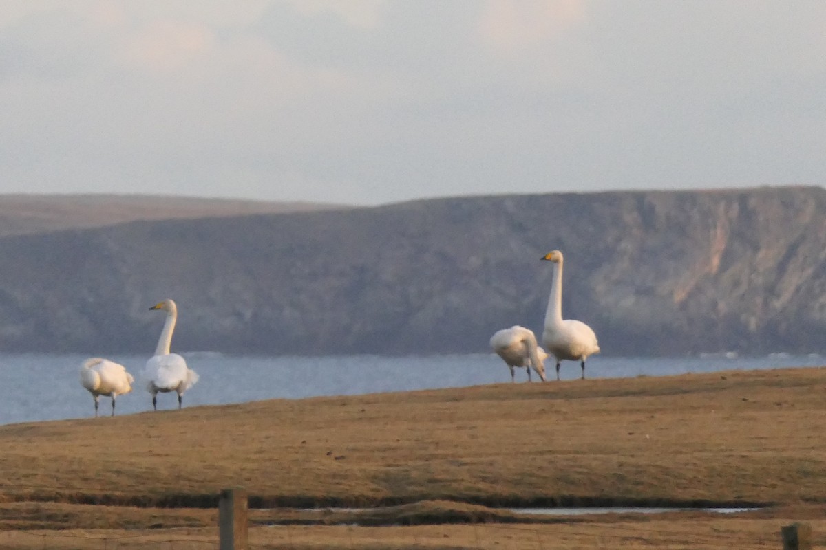 labuť zpěvná - ML651263054