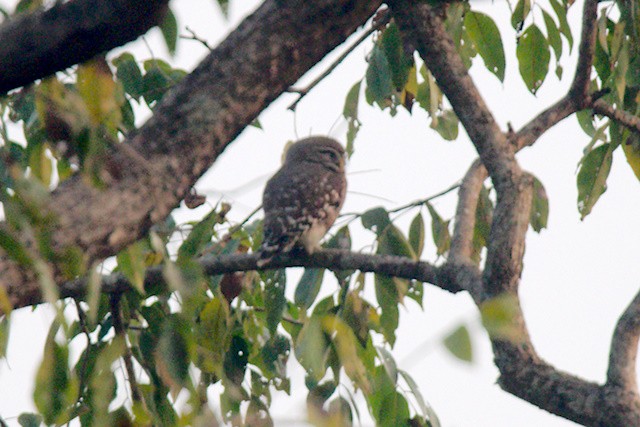 Сич лісовий - ML651263082