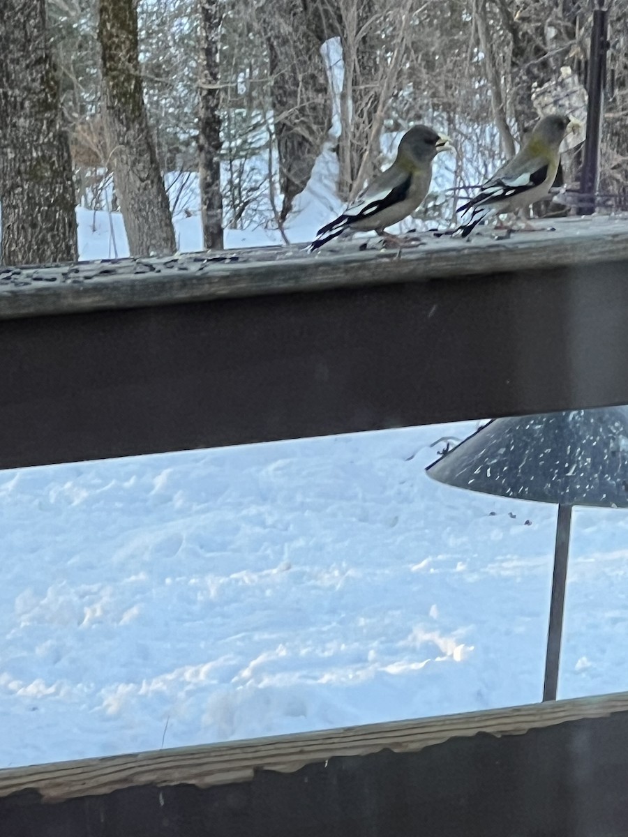 Evening Grosbeak - ML651263542