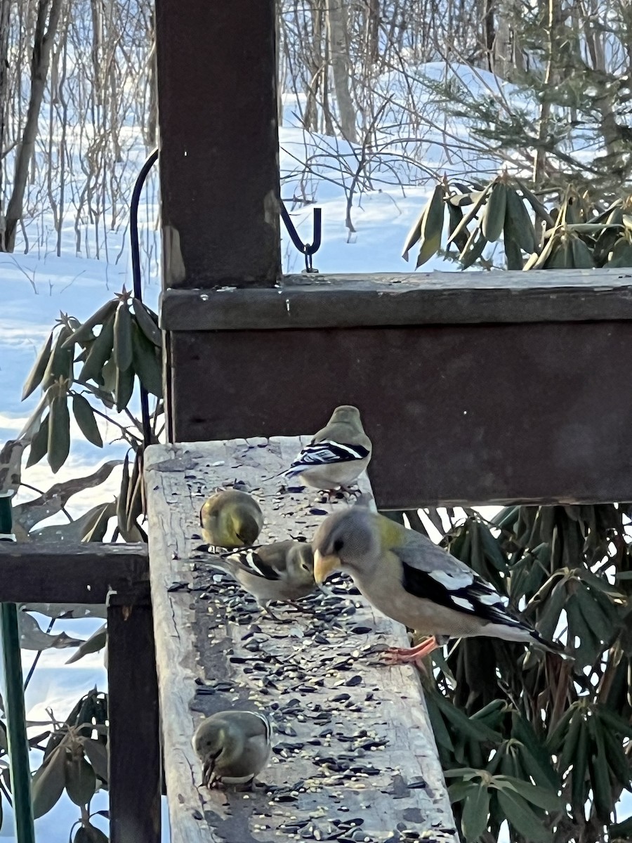 Evening Grosbeak - ML651263543